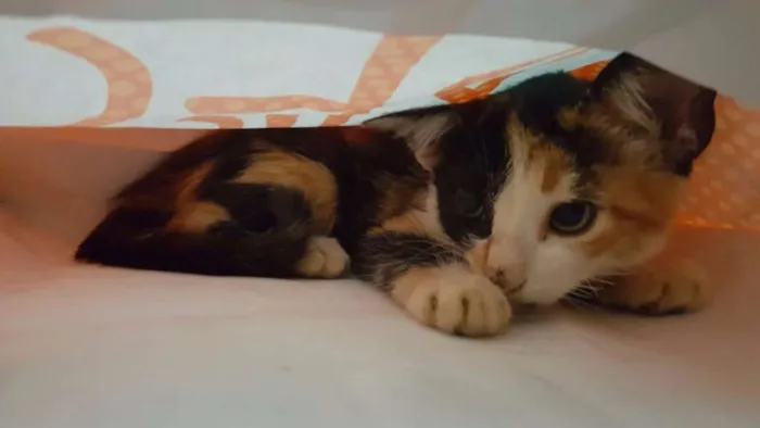 Gato ra a vira-lata idade Abaixo de 2 meses nome cheetara 