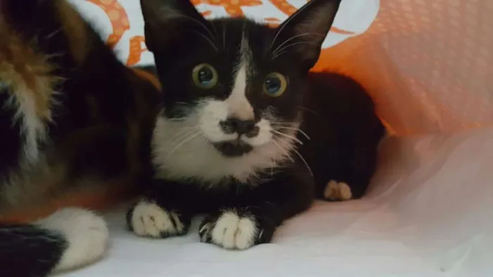 Gato ra a vira-lata idade 2 a 6 meses nome mustache