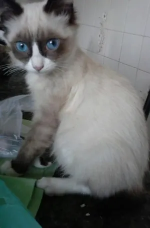 Gato raça Sem raça definida  idade 2 a 6 meses nome Gatinhos
