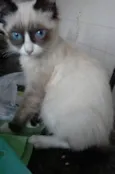 Gatinhos