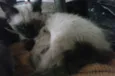 Gatinhos