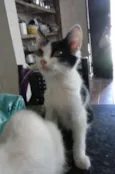 Gatinhos