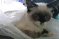 Gatinhos