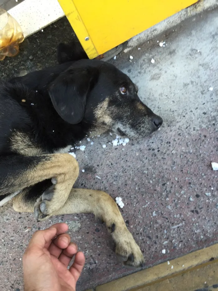 Cachorro ra a Vira lata idade  nome Não sei 