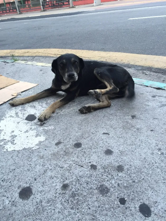 Cachorro ra a Vira lata idade  nome Não sei 