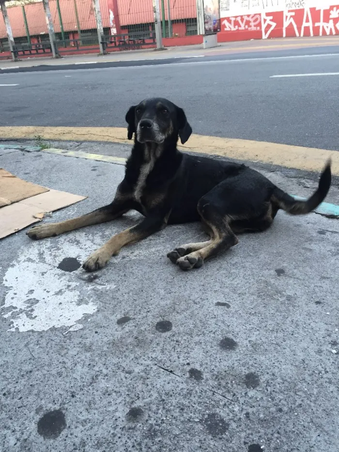 Cachorro ra a Vira lata idade  nome Não sei 