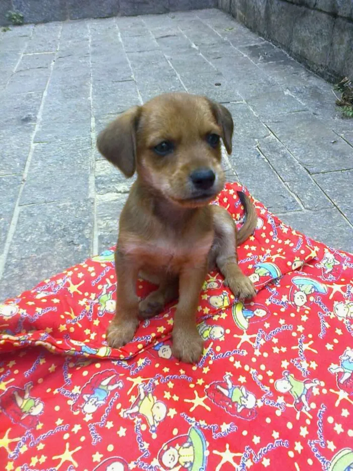 Cachorro raça Sem definição idade 2 a 6 meses nome Sem nome