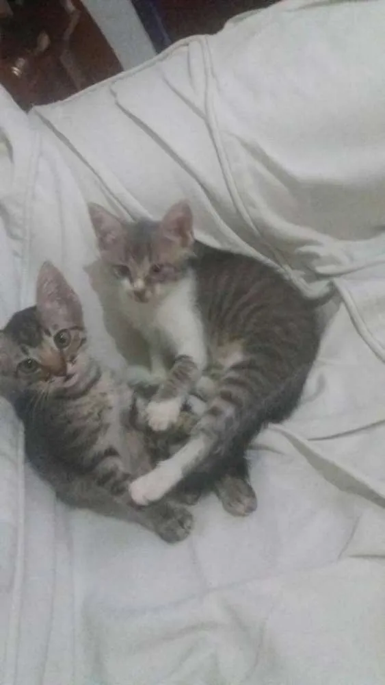 Gato ra a não sei idade Abaixo de 2 meses nome não tem