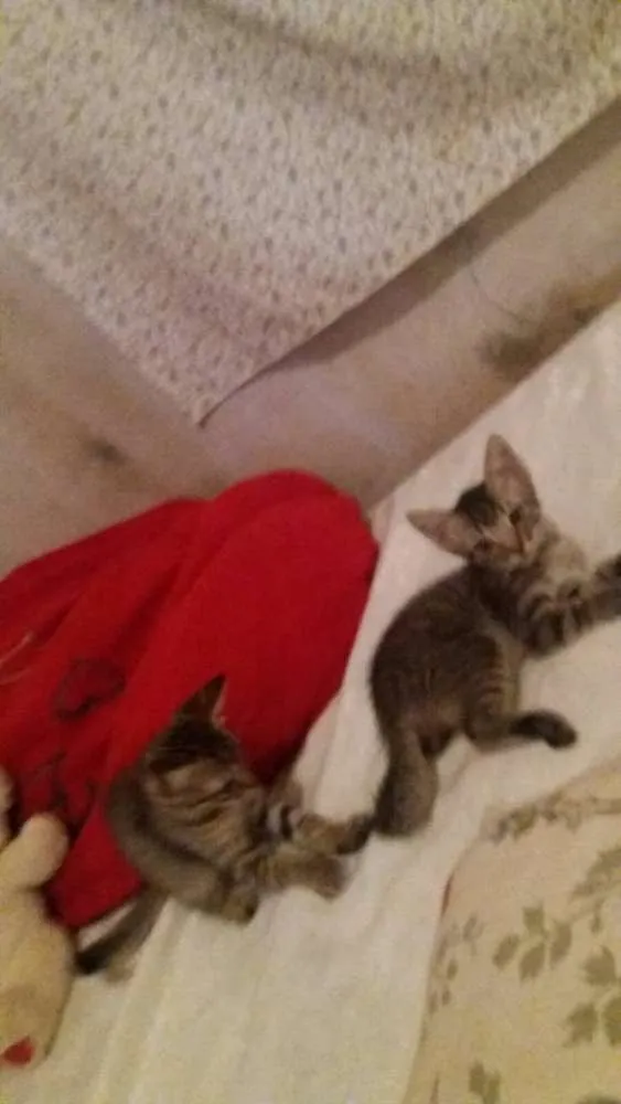 Gato ra a não sei idade Abaixo de 2 meses nome não tem