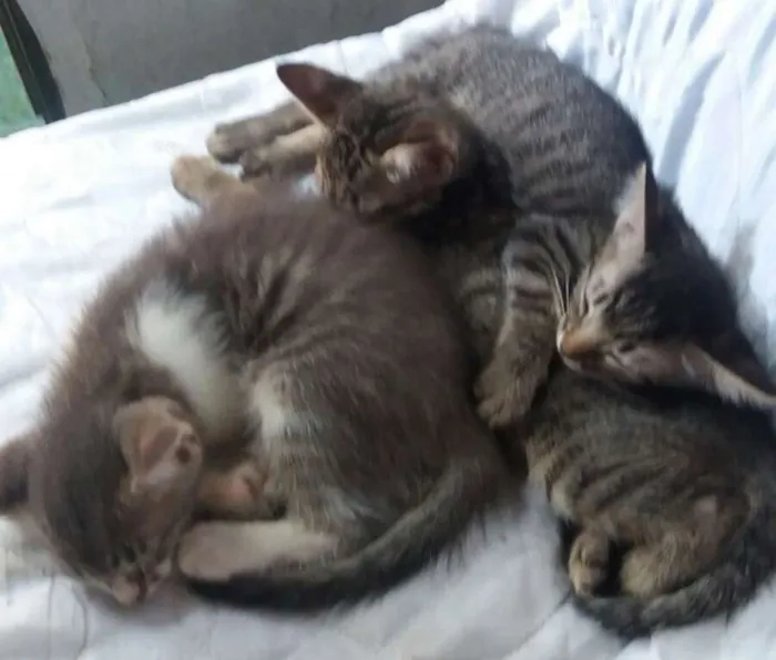 Gato ra a não sei idade Abaixo de 2 meses nome não tem