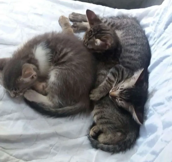 Gato ra a não sei idade Abaixo de 2 meses nome não tem