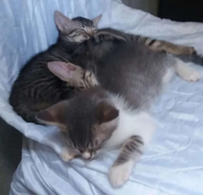 Gato ra a não sei idade Abaixo de 2 meses nome não tem