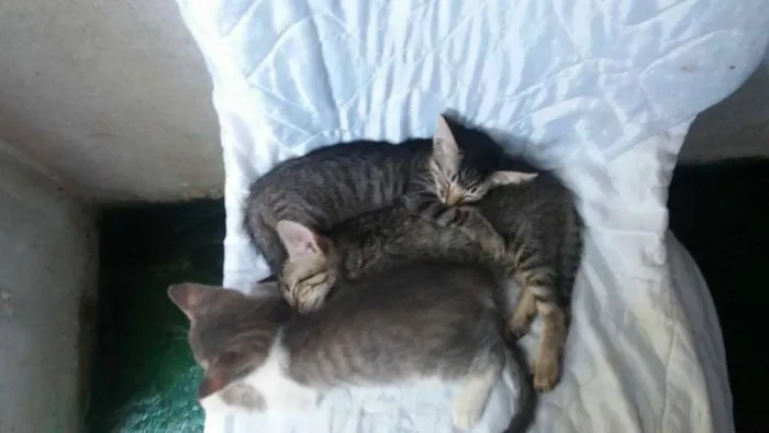 Gato ra a não sei idade Abaixo de 2 meses nome não tem