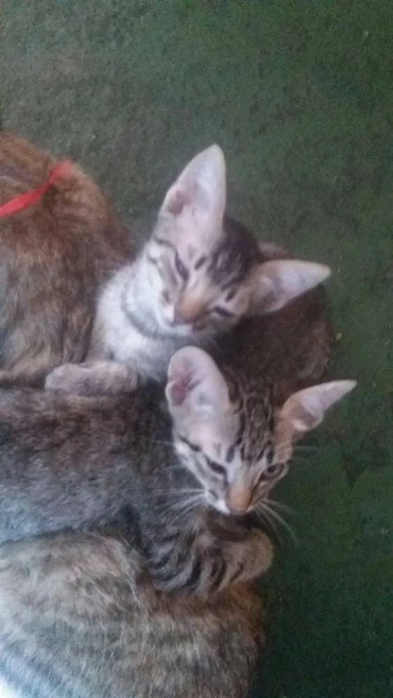 Gato ra a não sei idade Abaixo de 2 meses nome não tem