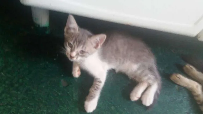 Gato ra a não sei idade Abaixo de 2 meses nome não tem