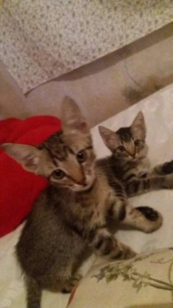 Gato ra a não sei idade Abaixo de 2 meses nome não tem