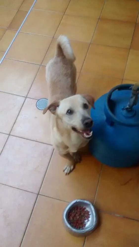 Cachorro ra a Labrador misturado idade 2 anos nome Marley
