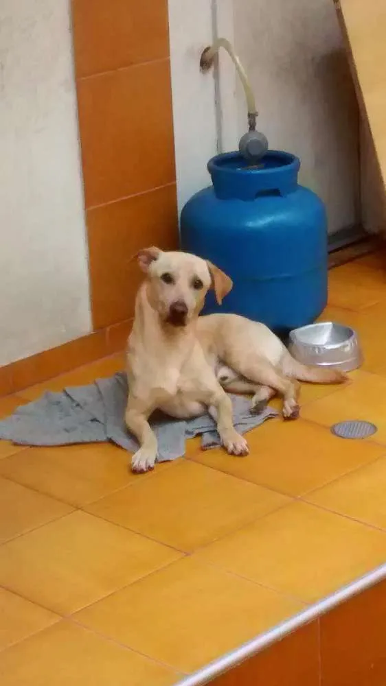 Cachorro ra a Labrador misturado idade 2 anos nome Marley