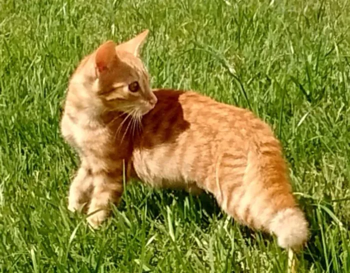 Gato raça SRD idade 2 a 6 meses nome Docinho