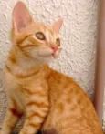Docinho