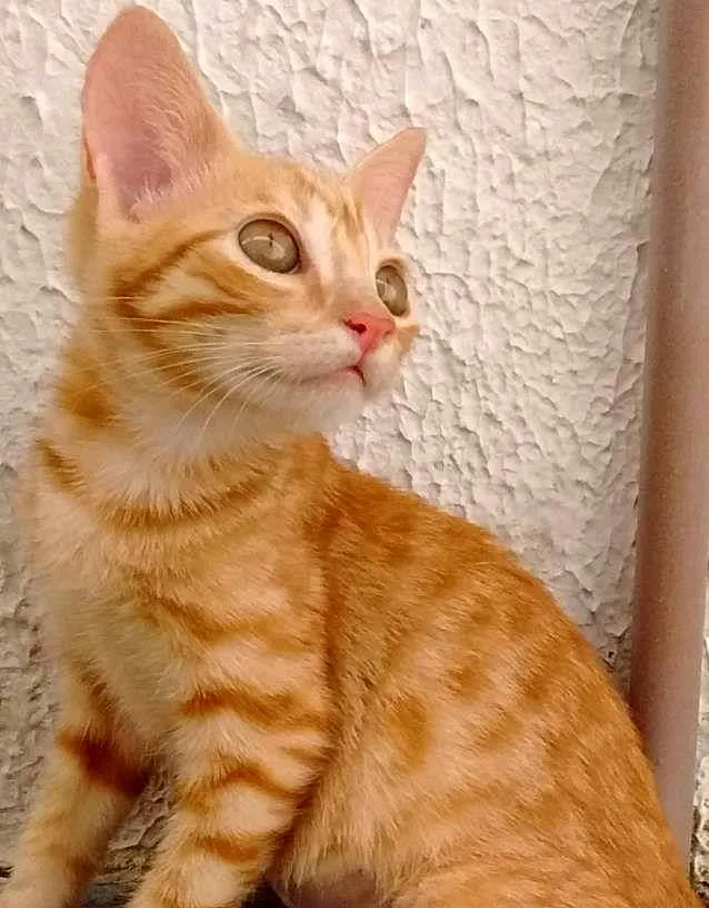 Gato raça SRD idade 2 a 6 meses nome Docinho
