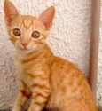Docinho