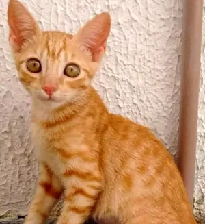 Gato raça SRD idade 2 a 6 meses nome Docinho