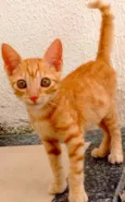 Docinho