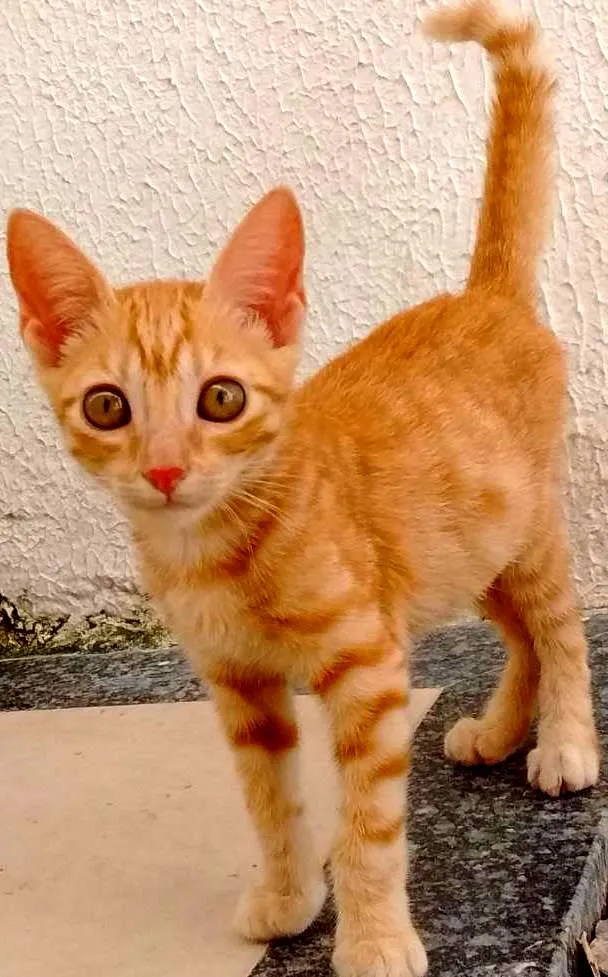 Gato raça SRD idade 2 a 6 meses nome Docinho