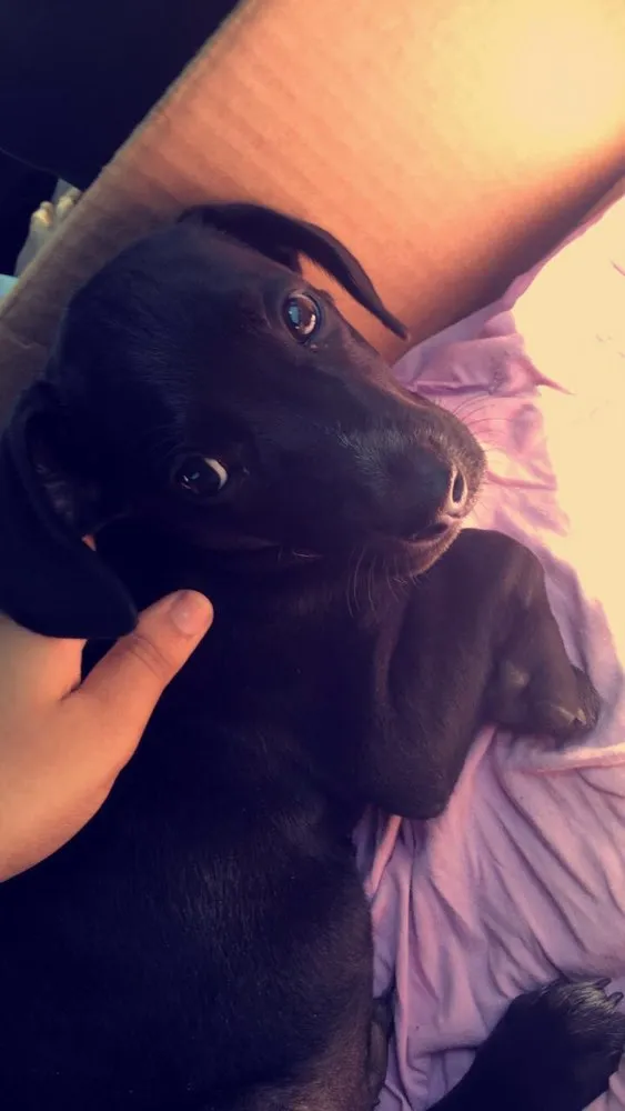 Cachorro ra a Labrador idade 2 a 6 meses nome Skype