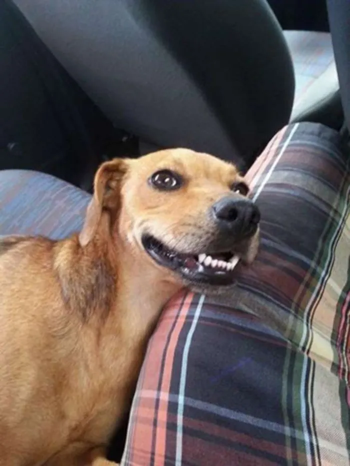 Cachorro ra a SRD idade 1 ano nome Mel