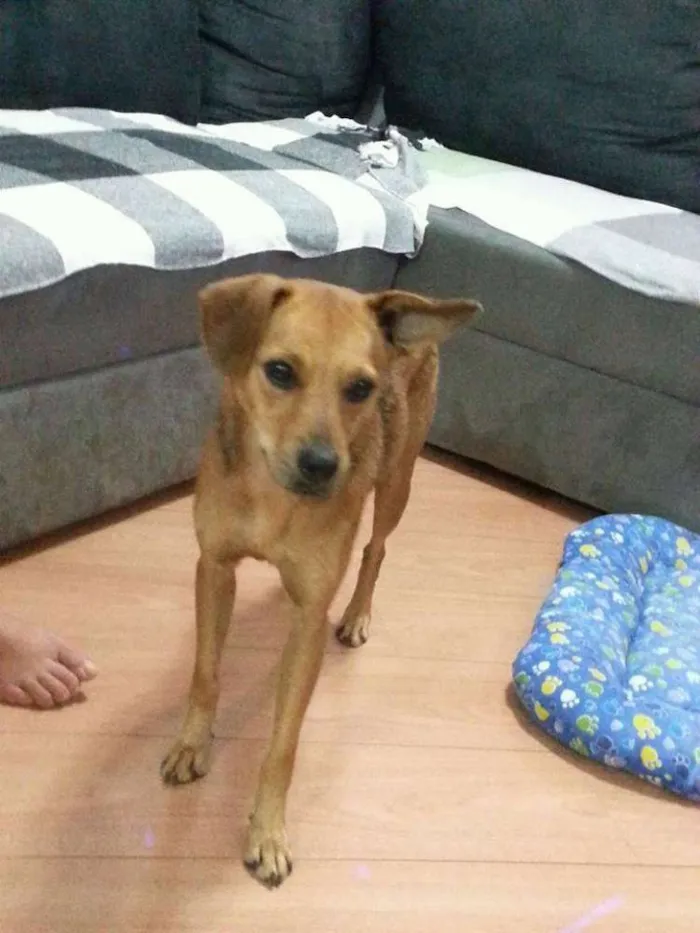 Cachorro ra a SRD idade 1 ano nome Mel