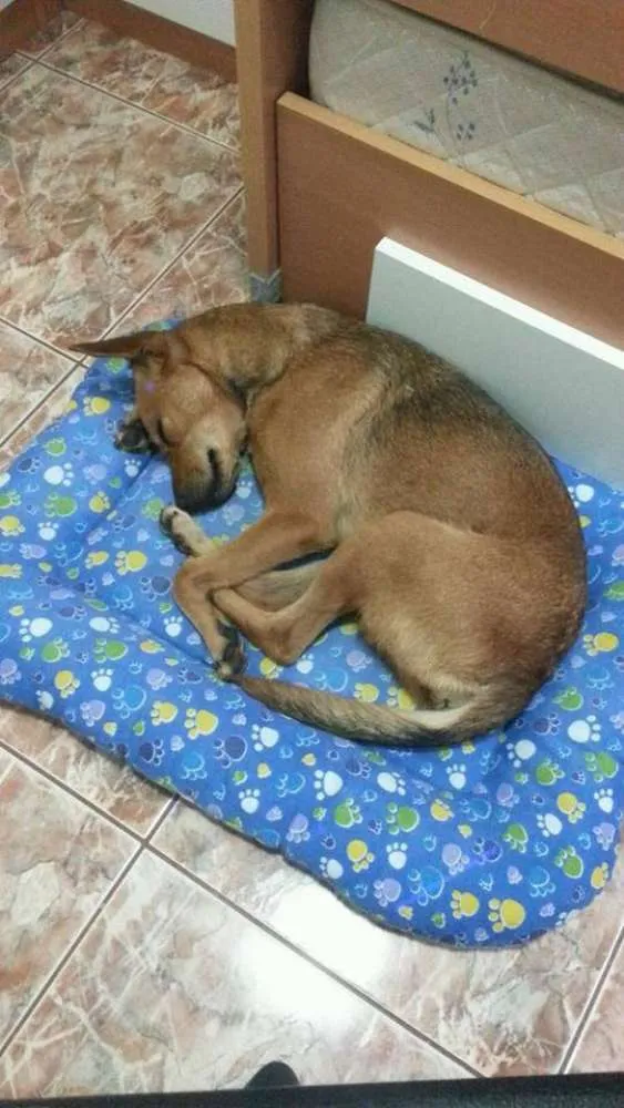 Cachorro ra a SRD idade 1 ano nome Mel