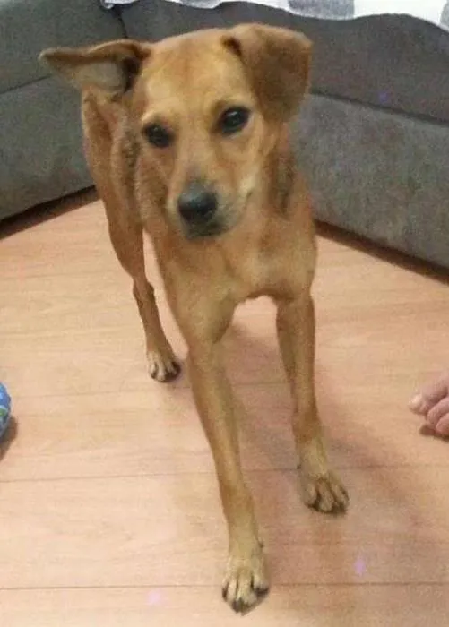 Cachorro ra a SRD idade 1 ano nome Mel
