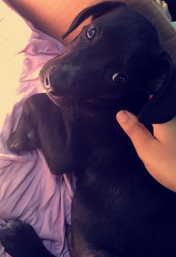 Cachorro ra a Labrador idade 2 a 6 meses nome Skype