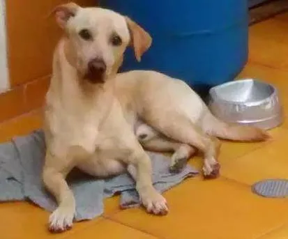 Cachorro ra a Labrador misturado idade 2 anos nome Marley