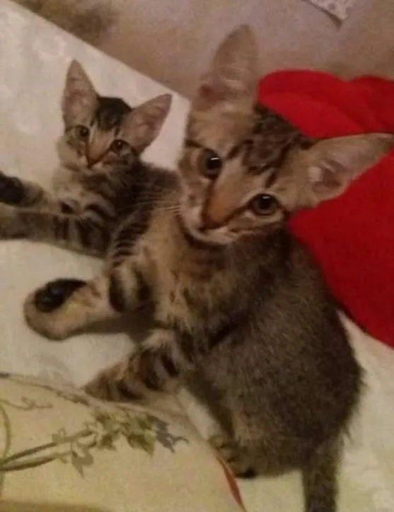 Gato ra a não sei idade Abaixo de 2 meses nome não tem
