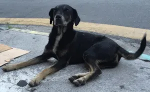 Cachorro raça Vira lata idade  nome Não sei 