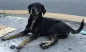 Cachorro raça Vira lata idade  nome Não sei 