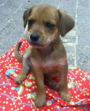 Cachorro raça Sem definição idade 2 a 6 meses nome Sem nome