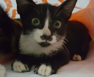 Gato raça vira-lata idade 2 a 6 meses nome mustache