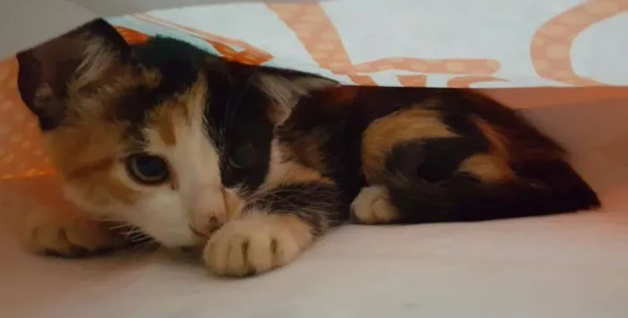 Gato ra a vira-lata idade Abaixo de 2 meses nome cheetara 