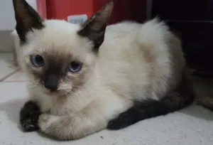 Gato raça vira-lata  idade Abaixo de 2 meses nome nevasca 