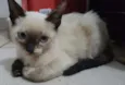 nevasca