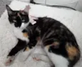 pandora