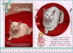 Gato raça SRD idade  nome Clarinha