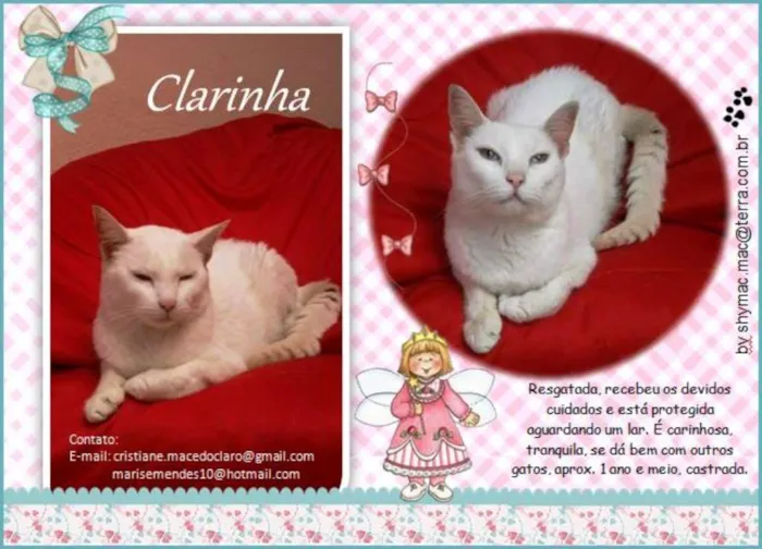 Gato ra a SRD idade nome Clarinha