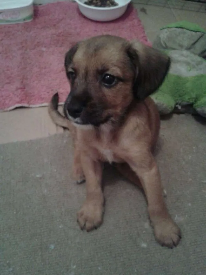 Cachorro ra a SRD idade 2 a 6 meses nome Adote Maik