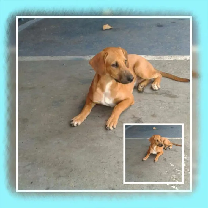 Cachorro ra a SRD idade 2 a 6 meses nome Adote Bob