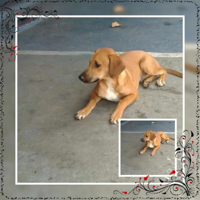Cachorro ra a SRD idade 2 a 6 meses nome Adote Bob
